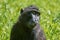 Celebes Crested Macaque