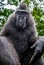 The Celebes crested macaque. Close up portrait, wide angle.  Crested black macaque, Sulawesi crested macaque, or the black ape.