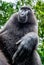 The Celebes crested macaque. Close up portrait, wide angle.  Crested black macaque, Sulawesi crested macaque, or the black ape.