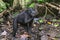 The Celebes crested macaque .  Crested black macaque, Sulawesi crested macaque, or the black ape.  Natural habitat. Sulawesi.