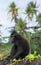 The Celebes crested macaque . Crested black macaque, Sulawesi crested macaque, sulawesi macaque or the black ape.  Natural habitat