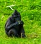 Celebes crested macaque eating food in closeup, critically endangered animal specie from the tangkoko reserve of Sulawesi
