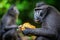 The Celebes crested macaque eating pineapple.  Crested black macaque, Sulawesi crested macaque, or the black ape. Natural habitat