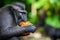 The Celebes crested macaque eating pineapple.  Crested black macaque, Sulawesi crested macaque, or the black ape. Natural habitat