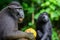 The Celebes crested macaque eating pineapple.  Crested black macaque, Sulawesi crested macaque, or the black ape. Natural habitat