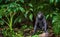 The Celebes crested macaque in the forest. Natural habitat.