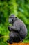 The Celebes crested macaque. Green natural background.