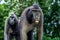 The Celebes crested macaque.  Green natural background.   Crested black macaque, Sulawesi crested macaque, or the black ape.
