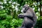 The Celebes crested macaque.  Green natural background.   Crested black macaque, Sulawesi crested macaque, or the black ape.