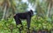 The Celebes crested macaque . Green natural background. Crested black macaque, Sulawesi crested macaque, sulawesi macaque or the