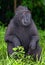 The Celebes crested macaque. Green natural background. Rain.