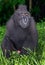 The Celebes crested macaque. Green natural background. Rainy day