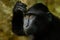 Celebes crested Macaque, Macaca nigra, black monkey, detail portrait, sitting in the nature habitat, dark tropical forest