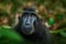 Celebes crested Macaque, Macaca nigra, black monkey, detail portrait, sitting in the nature habitat, dark tropical forest