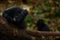 Celebes crested Macaque, Macaca nigra, black monkey with open mouth with big tooth, sitting in the nature habitat, dark tropical