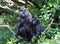 The Celebes crested macaque with young