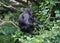 The Celebes crested macaque with young