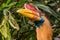 Celebes hornbill bird with red horn and yellow orange beak