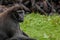 Celebes Macaque / Sulawesi Crested Macaque portrait. Sitting on grass