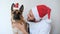 Celebrate Christmas and New Year with German shepherd.