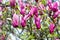 Celebrate spring. Spring season. Branch of magnolia. Magnolia flowers. Magnolia flowers background close up. Tender