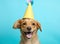 Celebrating dog pets background puppy happy hat cute animal holiday party birthday