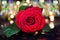 Celebrating love - red rose over fairy lights