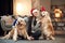 Celebrating New year. In Santa hats. Woman is with two golden retriever dogs at home