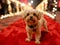 Celebrity pets attending a glamorous star-studded, Cute Dog on Festive Red Carpet Event, A charming small dog standing on a red