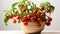 Celebrity Tomato plant in a pot on white background