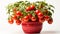 Celebrity Tomato plant in a pot on white background