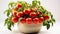 Celebrity Tomato plant in a pot on white background