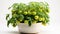 Celebrity Tomato plant in a pot on white background