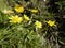 Celendine flowers in a Lancashire woodland