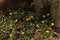 Celendine Ranunculus ficaria woodland plant landscape format