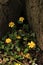 Celendine Ranunculus ficaria woodland plant portrait format