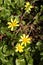 Celendine Ranunculus ficaria woodland plant portrait format