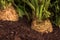 Celeriac or celery root in ground in vegetable garden