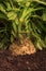 Celeriac or celery root in ground in vegetable garden