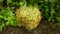 Celeriac field celery farm bio Apium graveolens rapaceum detail root knob celery close-up leaves leaf turnip-rooted
