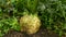 Celeriac field farm bio Apium graveolens rapaceum detail root knob celery close-up leaves leaf turnip-rooted celery