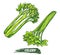 Celeriac herb plant elements, celery vector sketch