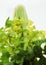 Celery, apium graveolens dulce against White Background