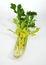 Celery, apium graveolens dulce, Vegetable against White Background