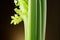 Celery closeup over black background