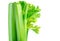 Celery closeup over white background