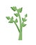 Celery Cultivated Parsley Plant, Succulent Leaf