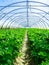 Celery culture in a greenhouse
