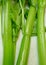Celery, freshly washed, on white paper towel closeup