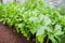 Celery growing in farm